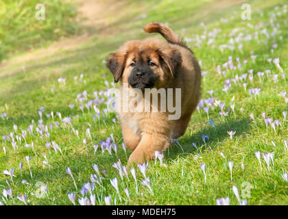 Un jeune chiot Mastiff tibétain tournant sur une prairie de crocus de printemps, cette grande race de chien gardien est aussi appelé Do-Khyi Banque D'Images