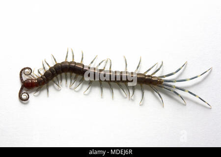 Red Headed Centipede, Malaisie Banque D'Images