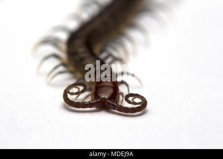 Red Headed Centipede, Malaisie Banque D'Images