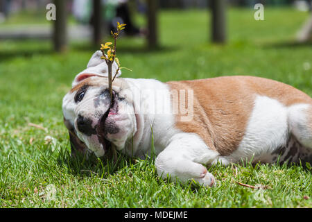 Chiot Bouledogue anglais jouant sur l'herbe dans le parc Banque D'Images