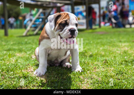 Chiot Bouledogue anglais jouant sur l'herbe dans le parc Banque D'Images