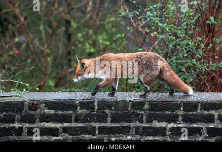 Un gaines de fox (il avait plu) marcher sur un mur du jardin arrière, au large de l'Ouest route proche du centre de Brighton. Banque D'Images
