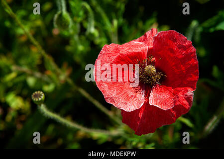 Pavot Rouge avec un fond vert, UK Banque D'Images