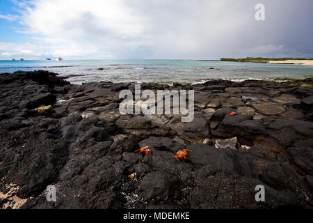 Bachas Beach dispose de beaux coins de sable et de roche volcanique où de nombreux touristes arrivent, l'île de Santa Cruz, Galapagos Banque D'Images