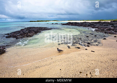 Bachas Beach dispose de beaux coins de sable et de roche volcanique où de nombreux touristes arrivent, l'île de Santa Cruz, Galapagos Banque D'Images