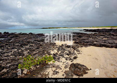 Bachas Beach dispose de beaux coins de sable et de roche volcanique où de nombreux touristes arrivent, l'île de Santa Cruz, Galapagos Banque D'Images