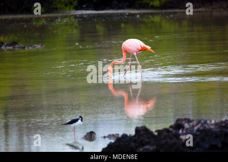 Les flamants se nourrir dans la Plage de Bachas, l'île de Santa Cruz, Galapagos Banque D'Images