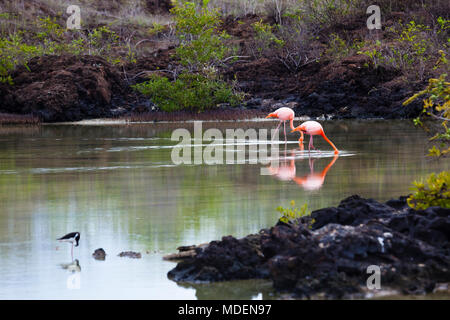 Les flamants se nourrir dans la Plage de Bachas, l'île de Santa Cruz, Galapagos Banque D'Images