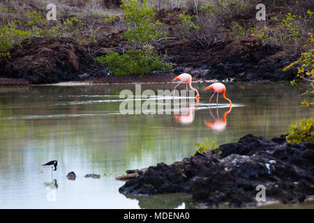 Les flamants se nourrir dans la Plage de Bachas, l'île de Santa Cruz, Galapagos Banque D'Images