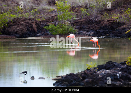 Les flamants se nourrir dans la Plage de Bachas, l'île de Santa Cruz, Galapagos Banque D'Images