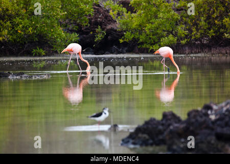 Les flamants se nourrir dans la Plage de Bachas, l'île de Santa Cruz, Galapagos Banque D'Images