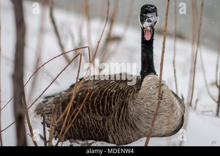 Canada goose dans blizzard Banque D'Images