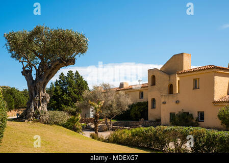 Vieil olivier sur Sardaigne, île à l'architecture typique Banque D'Images