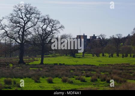 Powderham Castle au-delà ouvrir un parc boisé de chêne. Offres et demandes de Powderham, Exeter, Devon, UK. Avril, 2018. Banque D'Images