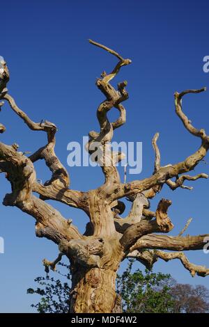 Morte ancienne In-Field noueux Oak Tree against a Blue Sky. Powderham, Exeter, Devon, UK. Avril, 2018. Banque D'Images