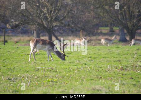 Le pâturage des troupeaux de Daims (Dama) humide dans la forêt de chênes de Powderham Deer Park au printemps. Exeter, Devon, UK. Avril, 2018. Banque D'Images