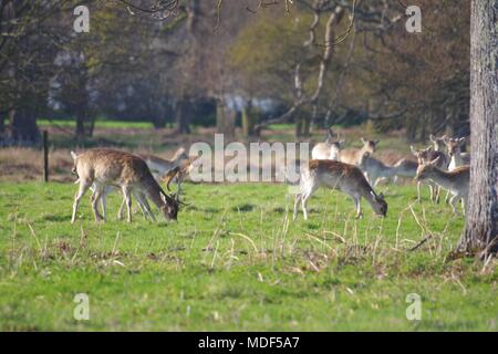 Le pâturage des troupeaux de Daims (Dama) humide dans la forêt de chênes de Powderham Deer Park au printemps. Exeter, Devon, UK. Avril, 2018. Banque D'Images