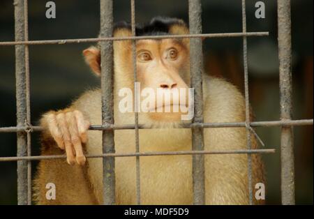 Madiun, Indonésie. 18 avr, 2018. [Macaca nemestrina Beruk Primata] Termine le mini zoo à Madiun Ajun Crédit : Ally/Pacific Press/Alamy Live News Banque D'Images