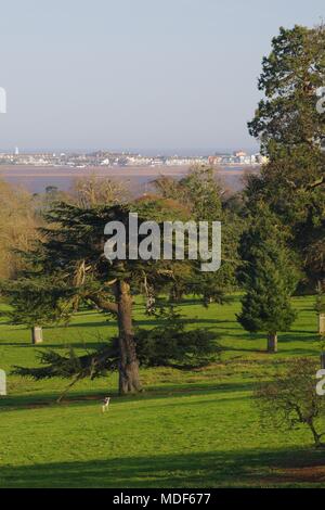 Le daim (Dama) humide dans la région de Deer Park et Arboretum de Powderham sur un soir de printemps. En regardant vers Exmouth. Devon, Royaume-Uni. Banque D'Images