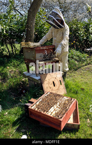 De l'apiculture Banque D'Images