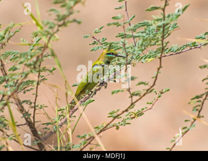 Paire de wild Little Green Bee-eater Merops orientalis oiseaux perchés sur une branche en bush Banque D'Images