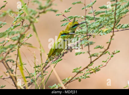 Paire de wild Little Green Bee-eater Merops orientalis oiseaux perchés sur une branche en bush Banque D'Images