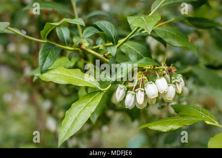 Une grappe de fleurs blanches se bloque à partir d'un plant de bleuet dans le stade de la floraison précoce au printemps, avec des feuilles vertes et un arrière-plan flou. Banque D'Images