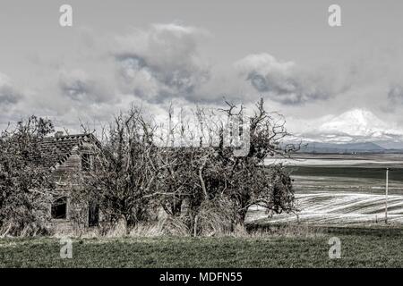 Maison de ferme abandonné et envahi par la propriété avec Mt Adams dans l'arrière-plan dans les champs autour de Bradley, Washington près du fleuve Columbia. Banque D'Images