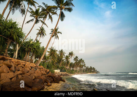 Plage bordée de palmiers, Polhena, province du Sud, Sri Lanka Banque D'Images