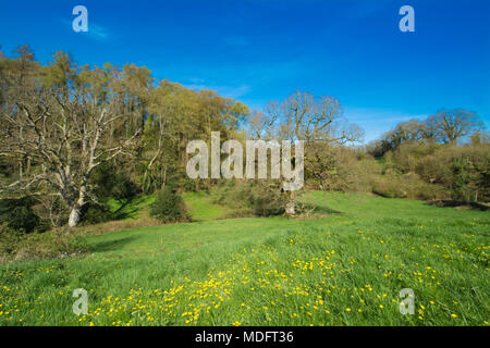 L'église pré et Lythes dans le joli village de Selborne Hampshire. Journée de printemps ensoleillée avec des fleurs sauvages, des vieux arbres et ciel bleu. Banque D'Images