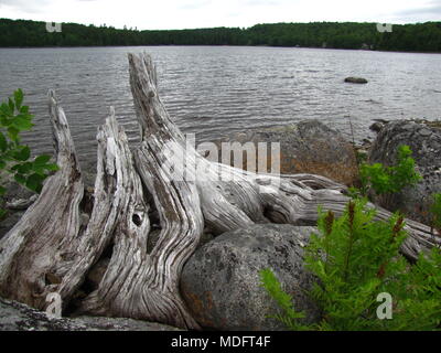 Le bois mort à tuer chien Cove, Lac Sherbrooke, Parkdale, en Nouvelle-Écosse, Canada. Banque D'Images