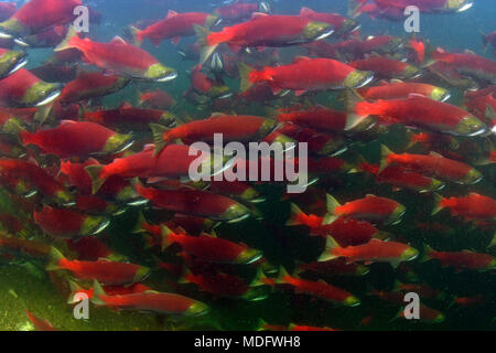 Les saumons sockeye (Oncorhynchus nerka), natation de la rivière Adams pour frayer, l'éducation, Roderick Haig-Brown Provincial Park, British Columbia, Canada Banque D'Images