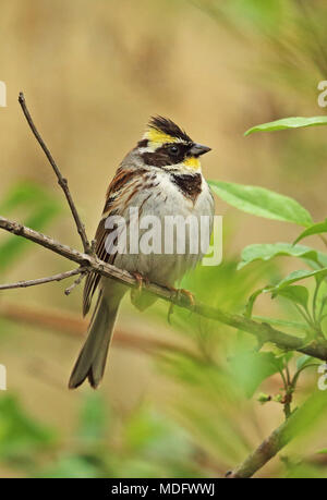 À gorge jaune (Emberiza elegans elegans) mâle adulte, perché sur twig Beidaihe, Hebei, Chine mai Banque D'Images