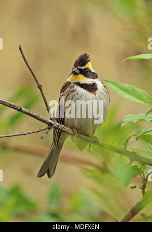 À gorge jaune (Emberiza elegans elegans) mâle adulte, perché sur twig Beidaihe, Hebei, Chine mai Banque D'Images