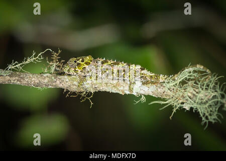 Short-horned Chameleon (Calumma brevicornis), Madagascar. Banque D'Images