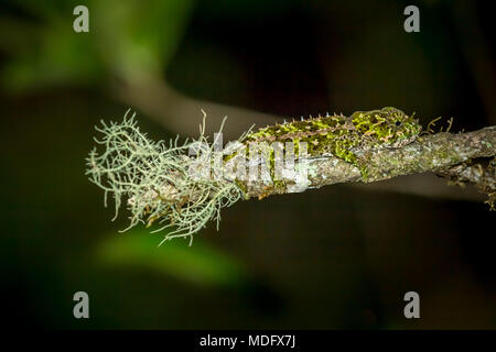 Short-horned Chameleon (Calumma brevicornis), Madagascar. Banque D'Images