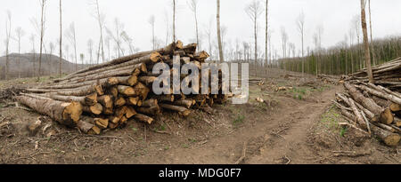 Dans les bois, un amas de troncs d'arbres coupés et entassés au bord du chemin, dans l'arrière-plan, les jeunes arbres sporadique laisse pousser pour l'avenir mer Banque D'Images