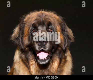 Beau chien de berger du Caucase sur le fond noir Banque D'Images