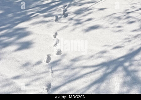 Des pistes d'animaux sur la neige parmi les ombres des arbres. Banque D'Images