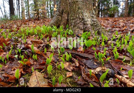 Une abondance de feuilles maïanthème du Canada émergentes dans un forêt de printemps. Banque D'Images