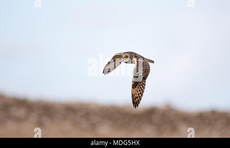 Sauvage, oiseau de proie à rafles (Asio flammeus) isolé en vol en plein air, ailes se propagent, survolant les champs d'hiver de campagne ouverts, le soir. Banque D'Images