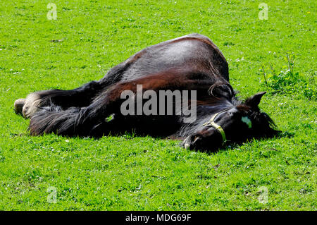 Cheval Noir dormir sur l'herbe verte prairie, Norfolk, Angleterre Banque D'Images