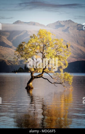 L'arbre isolé du Lac Wanaka, île du Sud, Nouvelle-Zélande. Banque D'Images