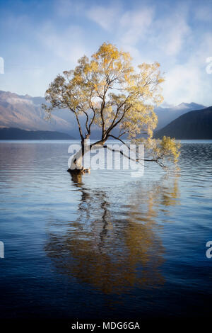 L'arbre isolé du Lac Wanaka, île du Sud, Nouvelle-Zélande. Banque D'Images