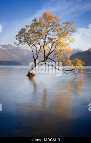 L'arbre isolé du Lac Wanaka, île du Sud, Nouvelle-Zélande. Banque D'Images