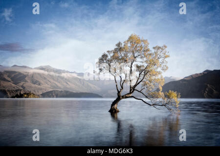 L'arbre isolé du Lac Wanaka, île du Sud, Nouvelle-Zélande. Banque D'Images