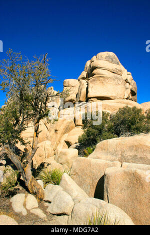 Un seul arbre pousse entre les pierres dans les montagnes. Désert de Mojave, Joshua Tree National Park, Californie Banque D'Images