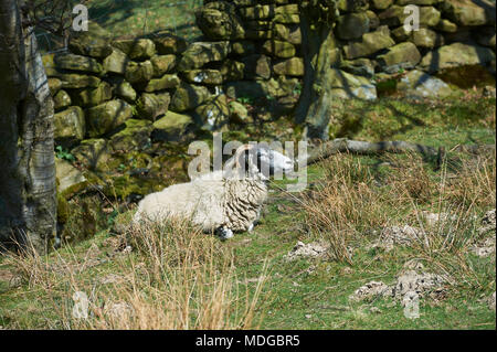 Essayer de moutons à l'abri du midi soleil sur la journée la plus chaude de 2018, le Parc National des North Yorkshire Moors, Angleterre, Royaume-Uni. Banque D'Images