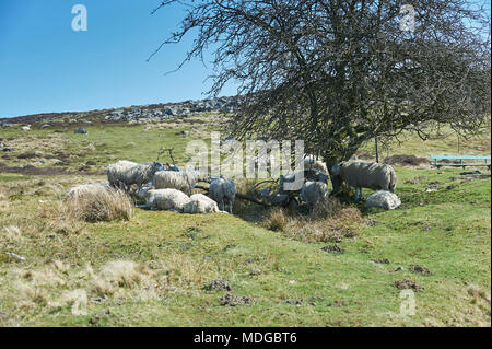 Essayer de moutons à l'abri du midi soleil sur la journée la plus chaude de 2018, le Parc National des North Yorkshire Moors, Angleterre, Royaume-Uni. Banque D'Images