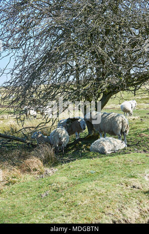 Essayer de moutons à l'abri du midi soleil, sur le parc national des North Yorkshire Moors, England, UK. L'un des jours les plus chauds de 2018. Banque D'Images